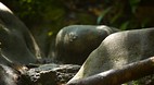 Bako National Park
