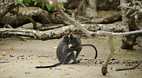 Bako National Park