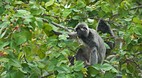 Bako National Park