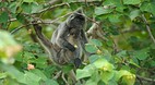 Bako National Park
