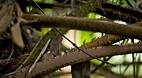 Bako National Park