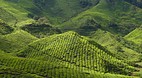 Cameron Highlands