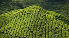 Cameron Highlands