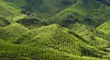 Cameron Highlands