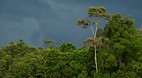 Kinabatangan River