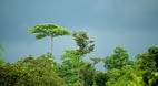 Kinabatangan River