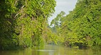 Kinabatangan River