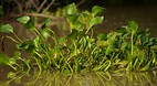 Kinabatangan River