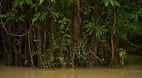 Kinabatangan River
