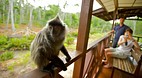 Labuk Bay Proboscis ..