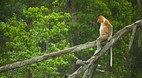 Labuk Bay Proboscis ..