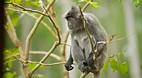 Labuk Bay Proboscis ..