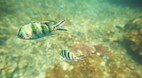 Perhentian Islands