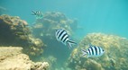 Perhentian Islands
