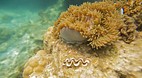 Perhentian Islands