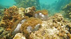 Perhentian Islands