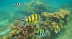 Perhentian Islands
