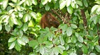 Sabah