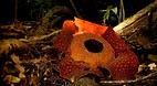 Sarawak
