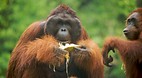 Semengoh Orangutan S..