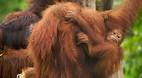 Semengoh Orangutan S..