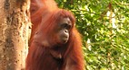 Semengoh Orangutan S..
