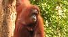Semengoh Orangutan Sanctuary