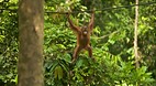 Sepilok Orang Utan S..