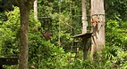 Sepilok Orang Utan S..