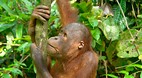Sepilok Orang Utan S..