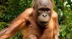 Sepilok Orang Utan S..