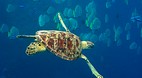 Sipadan Island