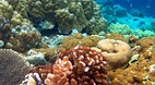 Sipadan Island