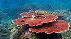 Sipadan Island