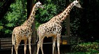 Zoo Melaka
