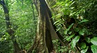 Palenque Ruins