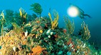 Cavalli Islands and ..