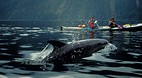 Fiordland