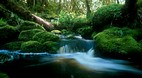 Fiordland