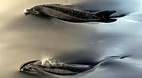 Fiordland