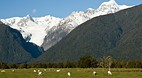 Fox Glacier