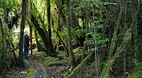 Fox Glacier