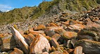 Fox Glacier