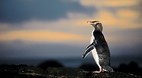 Otago Peninsula