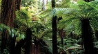 Taupo