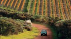 Waiheke Island