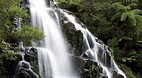 Waikato