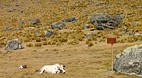 Salkantay Trek