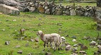 Salkantay Trek