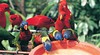 Jurong BirdPark